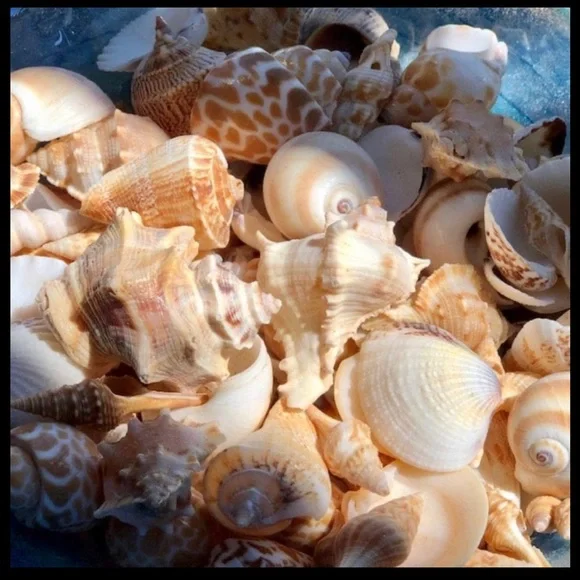 Swimsuit 💕Swimwear 💕 Bikini Set 💕 - Picture 4 of 16